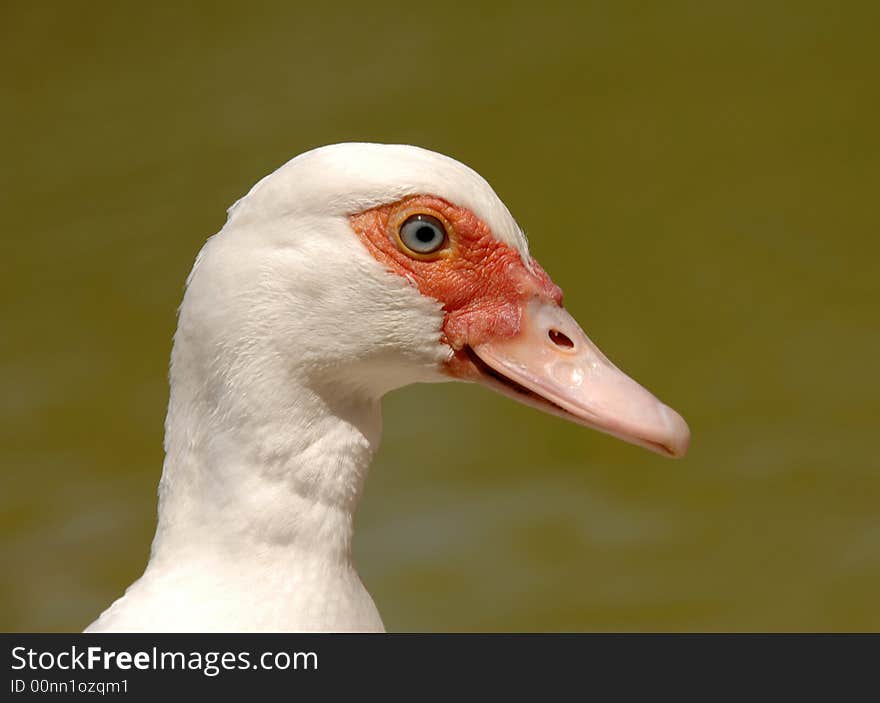 Cute white duck