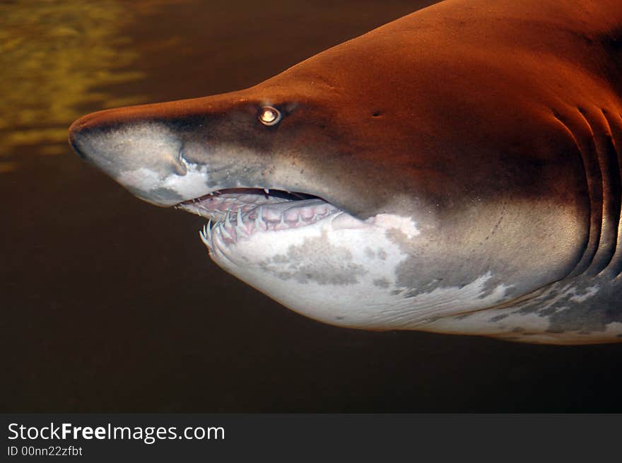 An enormous Spotted Ragged-tooth Shark photographed with a Nikon f1.8 50mm prime lens. An enormous Spotted Ragged-tooth Shark photographed with a Nikon f1.8 50mm prime lens.