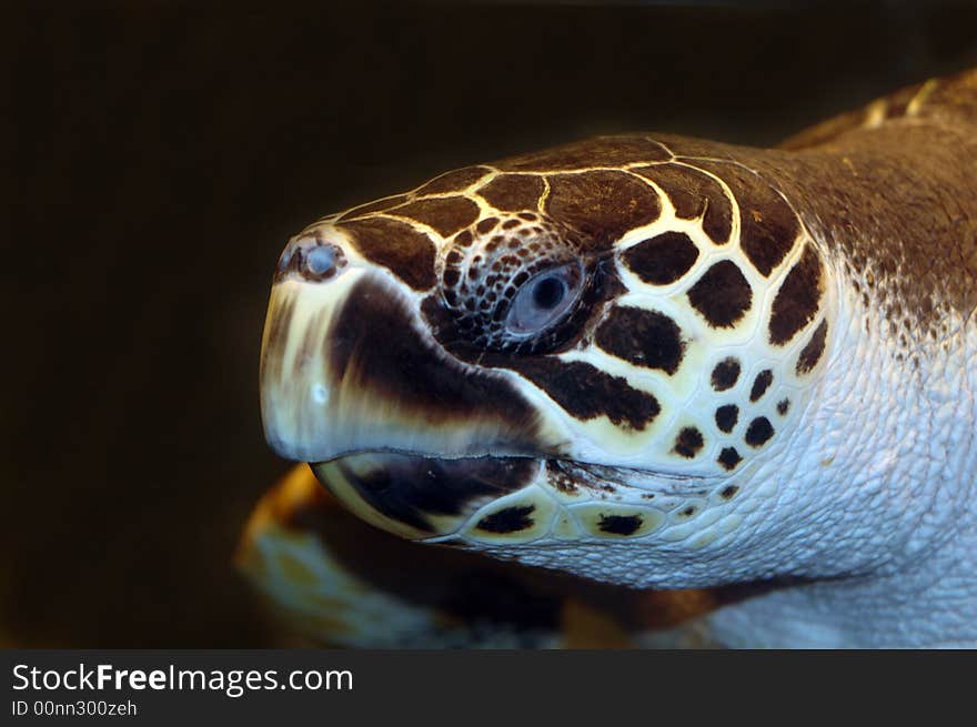 A turtle swimming by.  Photographed with a f1.8 50mm Nikon lens and a flash. A turtle swimming by.  Photographed with a f1.8 50mm Nikon lens and a flash.