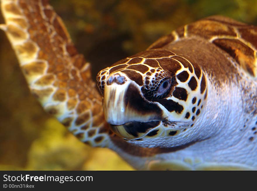 A turtle swimming by.  Photographed with a f1.8 50mm Nikon lens and a flash. A turtle swimming by.  Photographed with a f1.8 50mm Nikon lens and a flash.