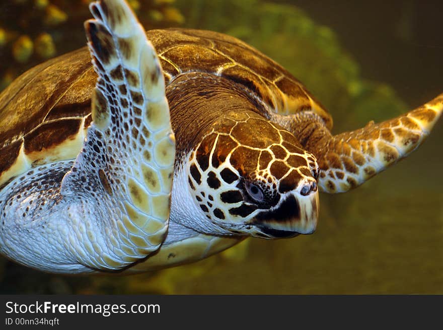 A turtle swimming by.  Photographed with a f1.8 50mm Nikon lens and a flash. A turtle swimming by.  Photographed with a f1.8 50mm Nikon lens and a flash.