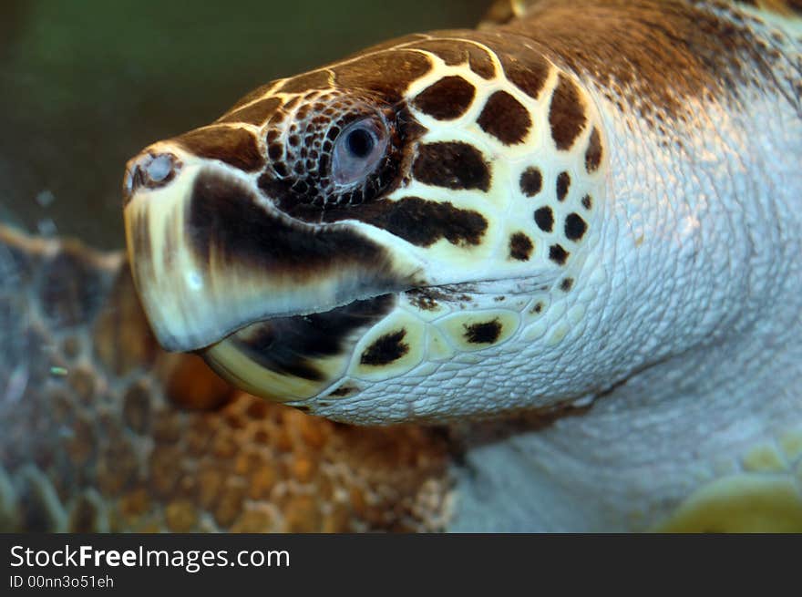 A turtle swimming by.  Photographed with a f1.8 50mm Nikon lens and a flash. A turtle swimming by.  Photographed with a f1.8 50mm Nikon lens and a flash.