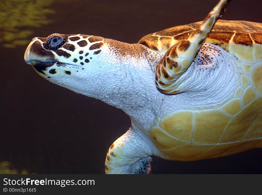 A turtle swimming by.  Photographed with a f1.8 50mm Nikon lens and a flash. A turtle swimming by.  Photographed with a f1.8 50mm Nikon lens and a flash.