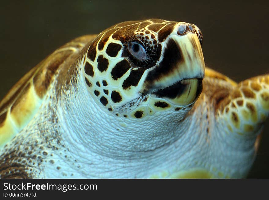 A turtle swimming by.  Photographed with a f1.8 50mm Nikon lens and a flash. A turtle swimming by.  Photographed with a f1.8 50mm Nikon lens and a flash.