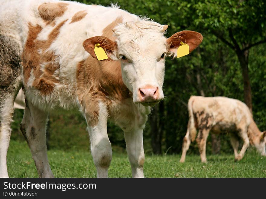 Cows In A Field