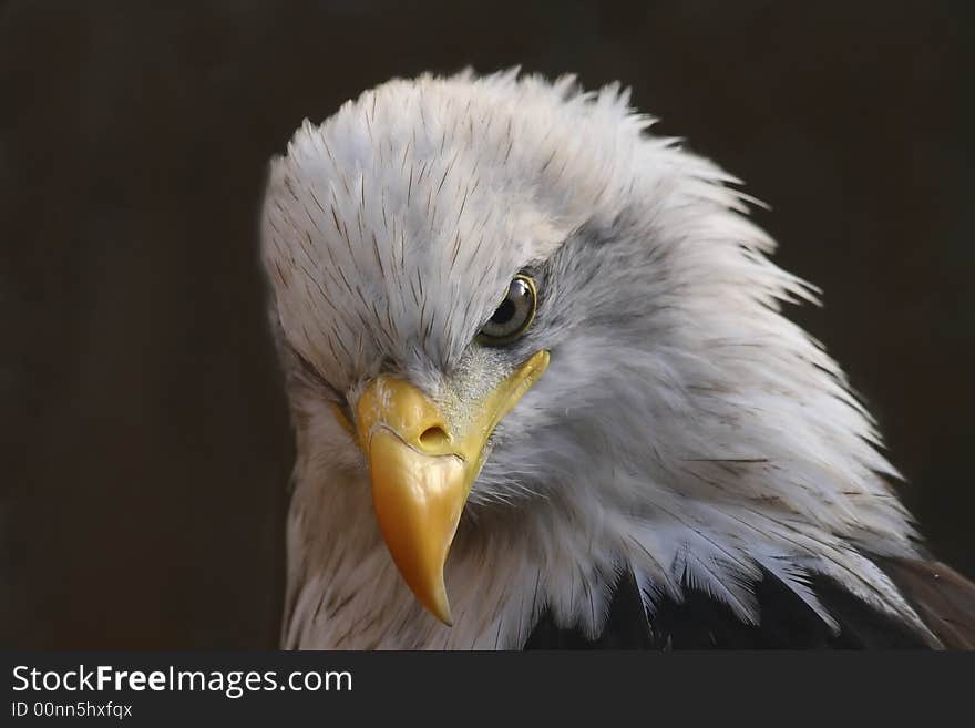 Portrait of White-Tailed Eagle