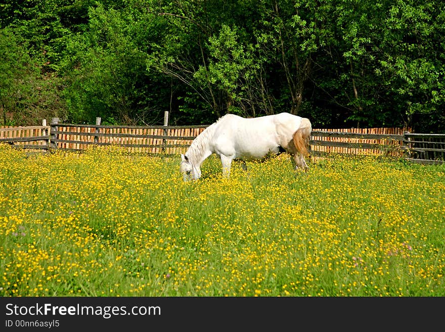 White horse grazing in a flower field in spring. White horse grazing in a flower field in spring