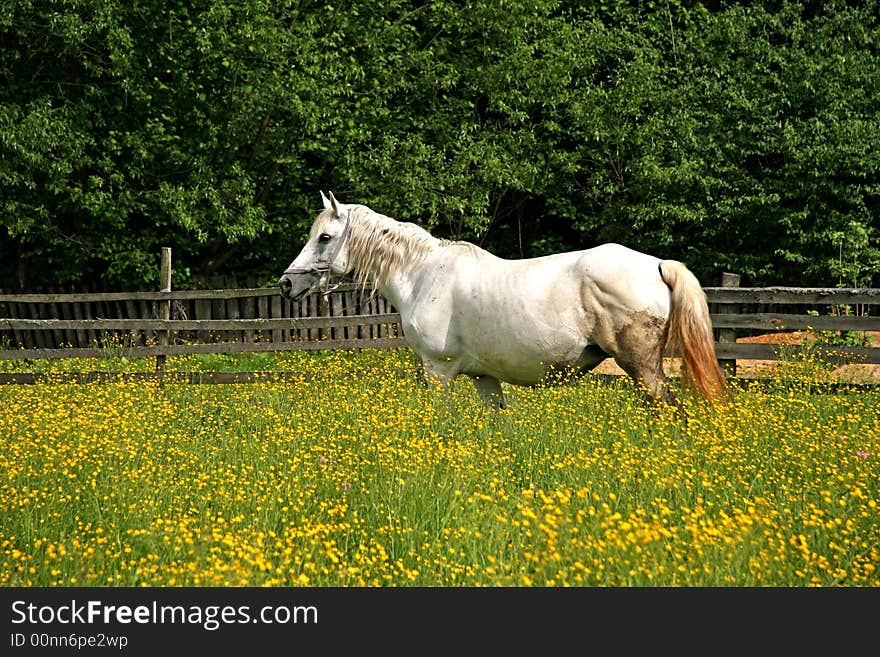 White horse grazing in a field in spring