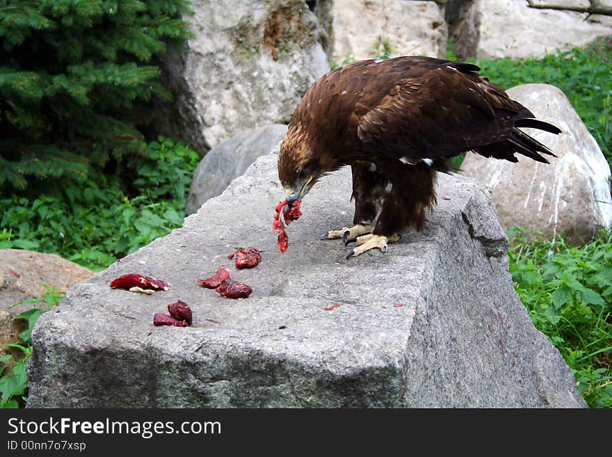 The eagle eat bloody meat