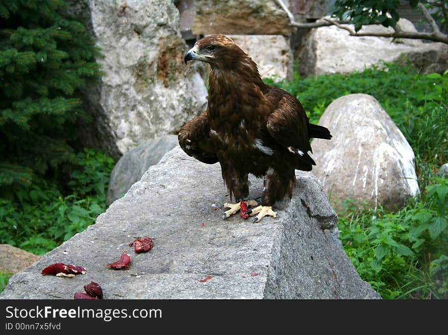 The eagle eat bloody meat