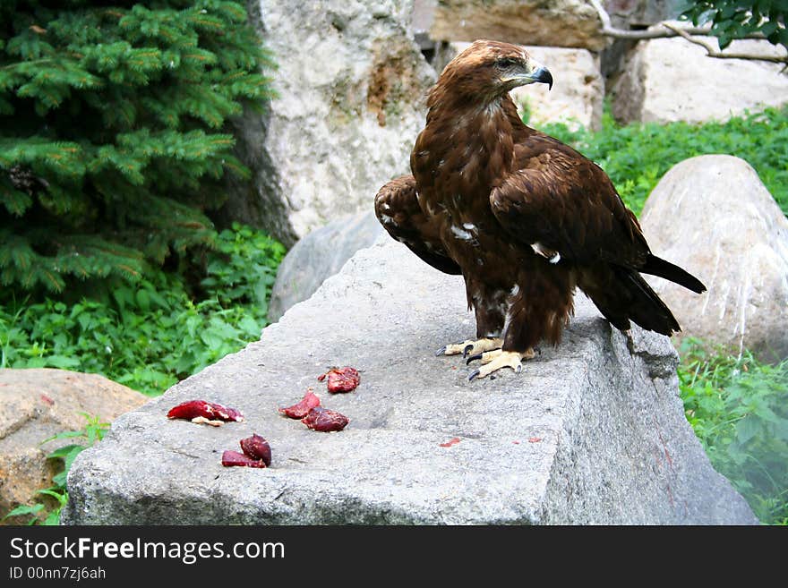 The eagle eat bloody meat