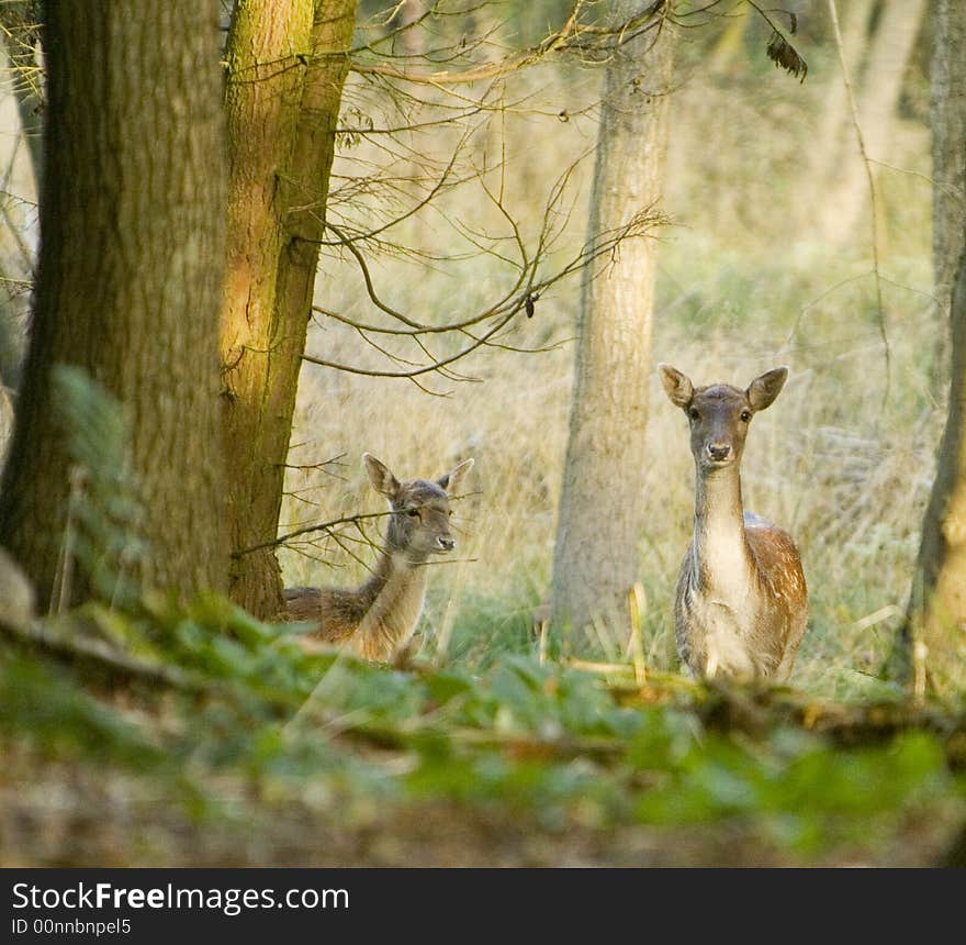 Fallow Deer