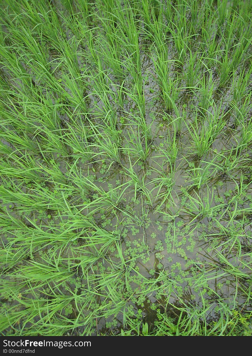 Ricefield with four-leaf clover in Laos. The four-leaf clover is also used for salads