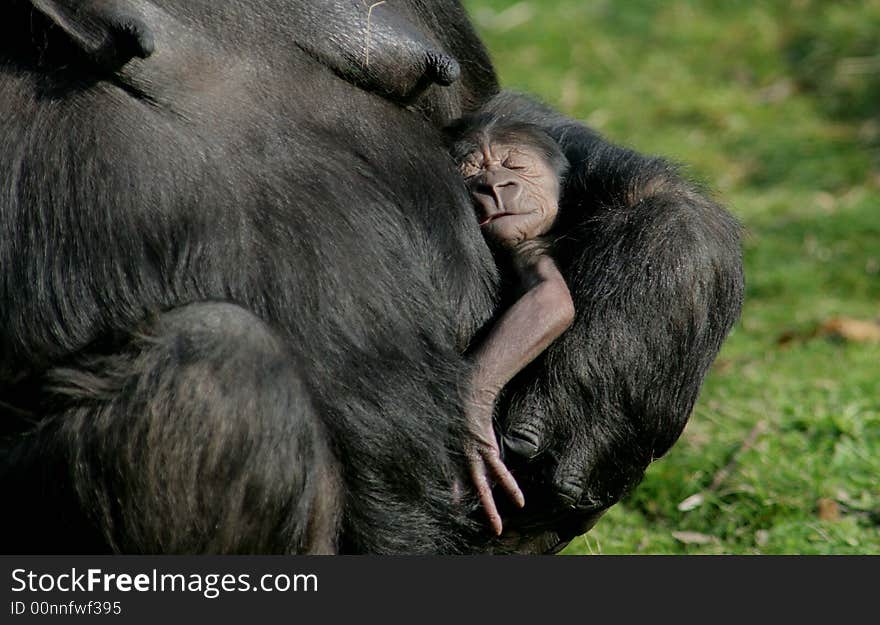 A litte gorilla has born in monkeyparc Apenheul in Apeldoorn, the Netherlands. The name of the mother is Mandji (32), an experienced mother. The fathers name is Jambo (13). A litte gorilla has born in monkeyparc Apenheul in Apeldoorn, the Netherlands. The name of the mother is Mandji (32), an experienced mother. The fathers name is Jambo (13).