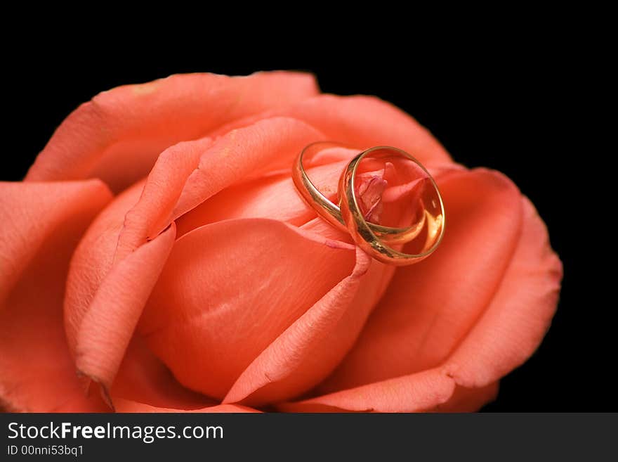 Wedding rings on the rose on black