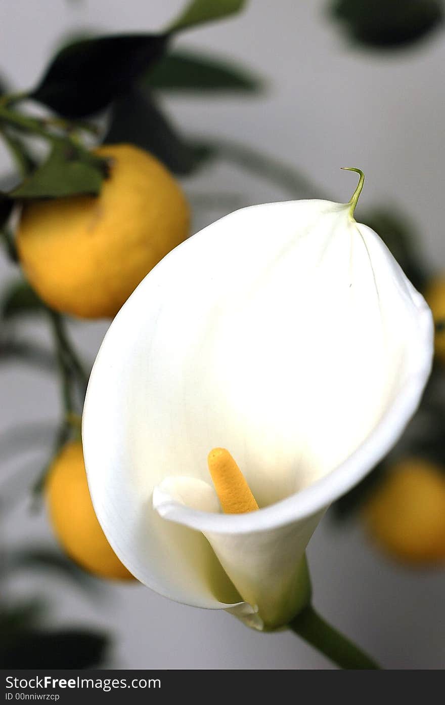 White & Yellow Flower