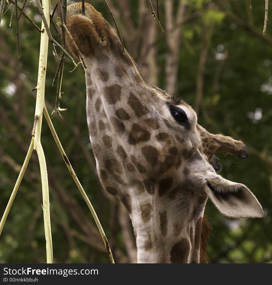 The giraffe is related to deer and cattle, but is placed in a separate family, the Giraffidae, consisting only of the giraffe and its closest relative, the okapi. Its range extends from Chad to South Africa. The giraffe is related to deer and cattle, but is placed in a separate family, the Giraffidae, consisting only of the giraffe and its closest relative, the okapi. Its range extends from Chad to South Africa.