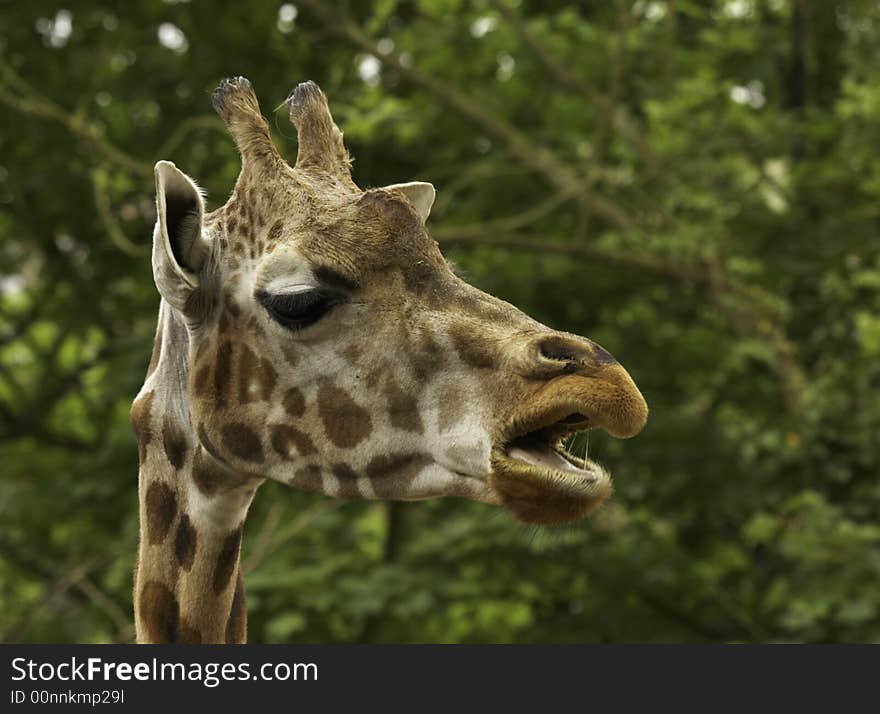 The giraffe is related to deer and cattle, but is placed in a separate family, the Giraffidae, consisting only of the giraffe and its closest relative, the okapi. Its range extends from Chad to South Africa. The giraffe is related to deer and cattle, but is placed in a separate family, the Giraffidae, consisting only of the giraffe and its closest relative, the okapi. Its range extends from Chad to South Africa.