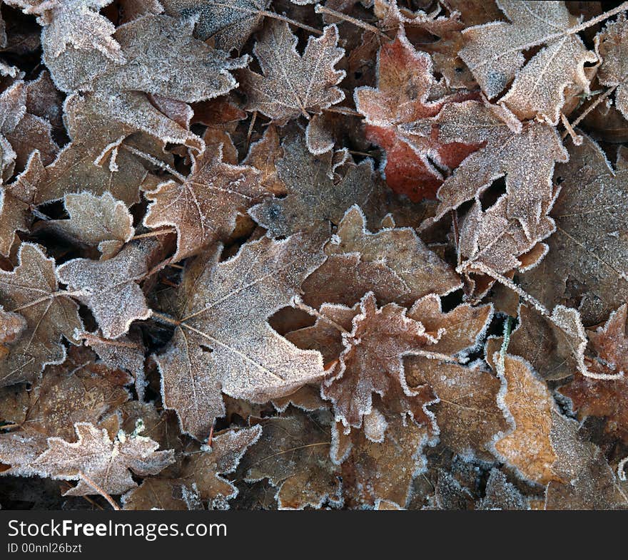 Frost covered leaves in fall. Frost covered leaves in fall