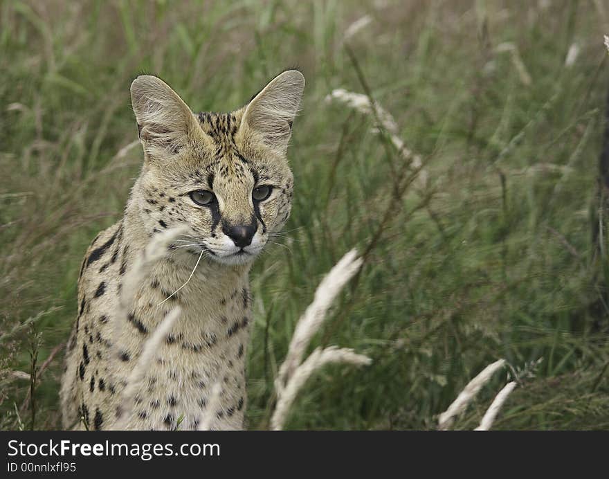 Male Serval