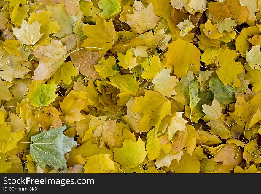 A background image of golden fall leaves covering the ground. A background image of golden fall leaves covering the ground.