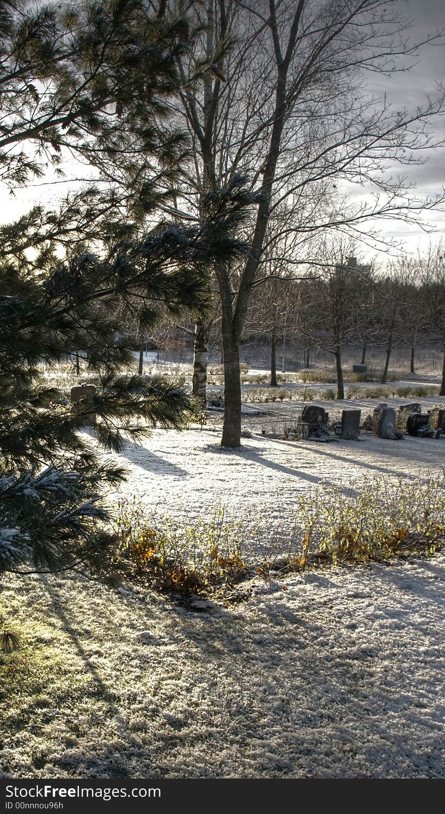 Some trees on a cemetery. Some trees on a cemetery.