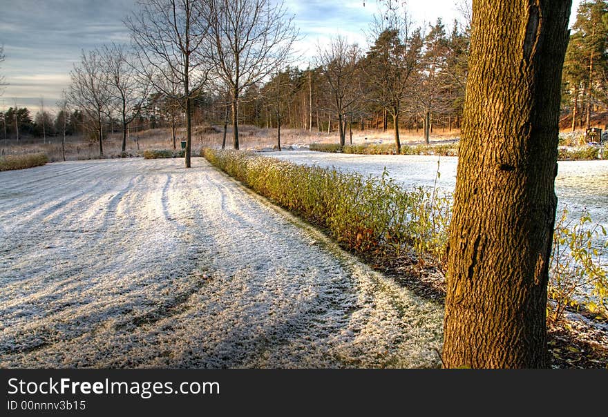 Snow and tree