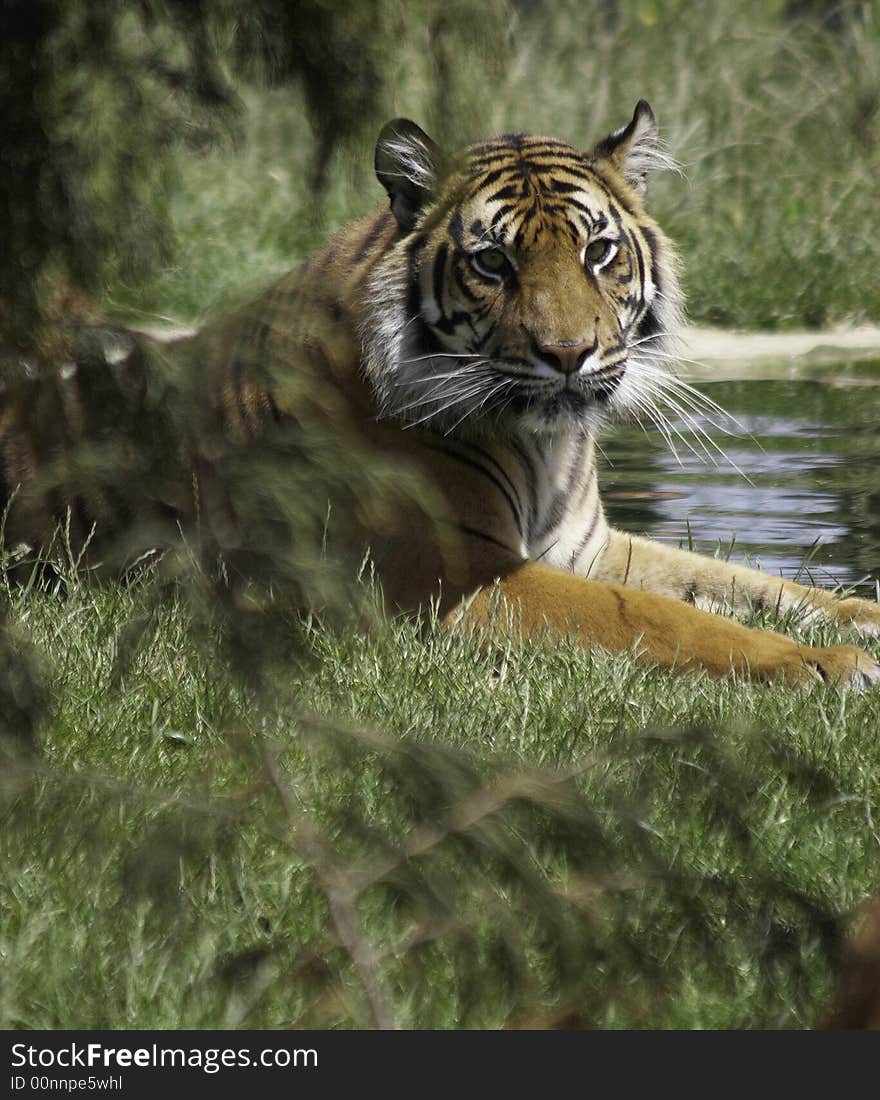 These superb animals are currently endangered, their world population stands at less than 500. This mature Sumatran Tiger was photographed at a big cat breeding programme in the UK. With the help of these projects, it is hoped that these animals will regain the numbers that have been lost to man. These superb animals are currently endangered, their world population stands at less than 500. This mature Sumatran Tiger was photographed at a big cat breeding programme in the UK. With the help of these projects, it is hoped that these animals will regain the numbers that have been lost to man.