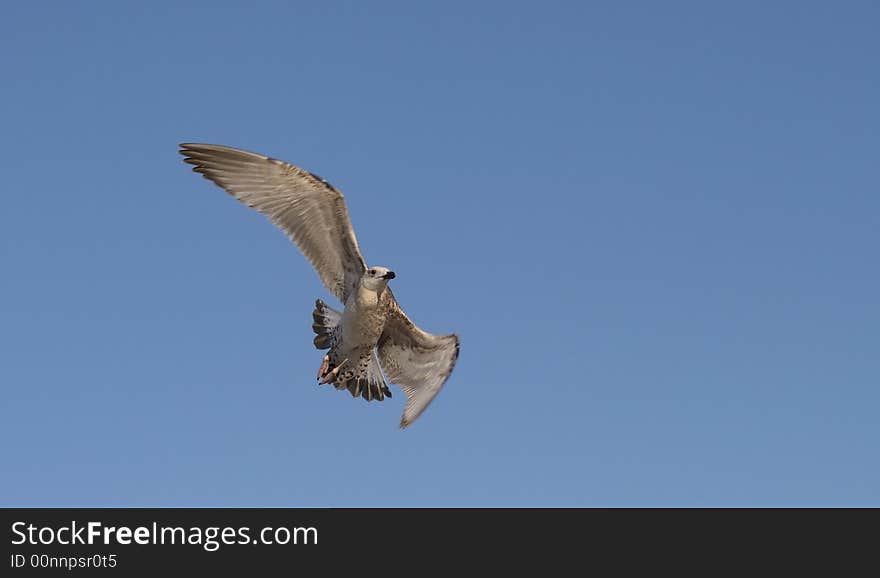 Flying seagull on a sky background