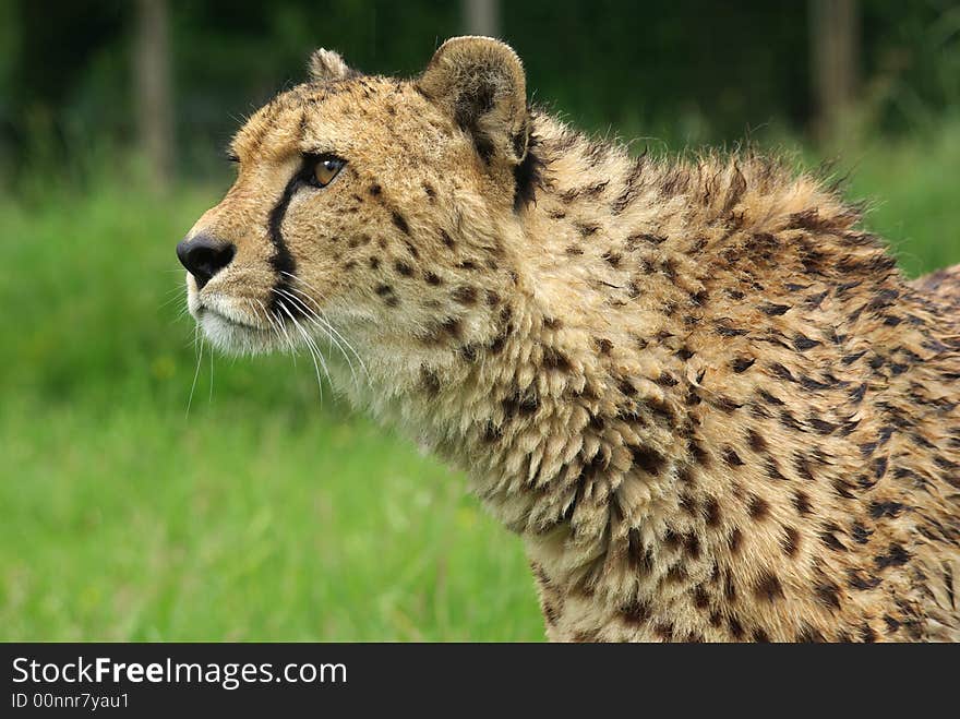 Cheetah