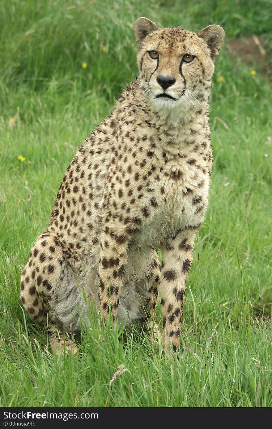 Cheetah 3