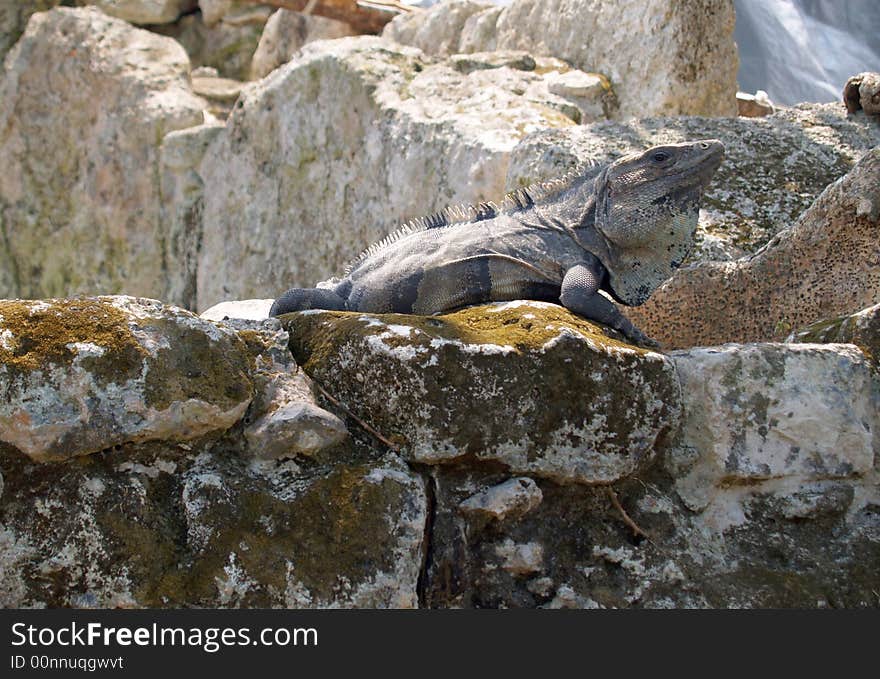 Iguana