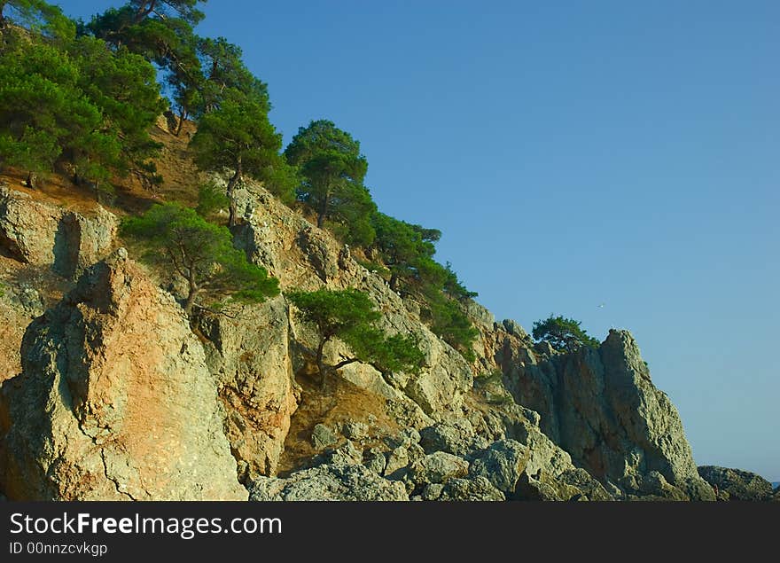 Pine-trees on slope of rocky hill