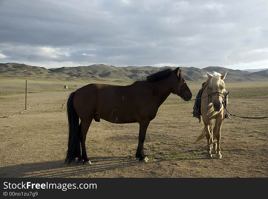 Horses In Gobi