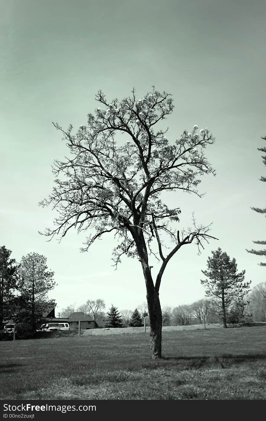 Single tree with cloudy sky background in light blue color tone. Single tree with cloudy sky background in light blue color tone