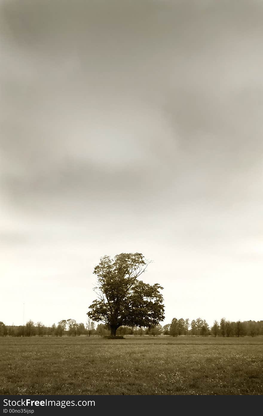 Single tree with cloudy sky background in sepia color tone. Single tree with cloudy sky background in sepia color tone
