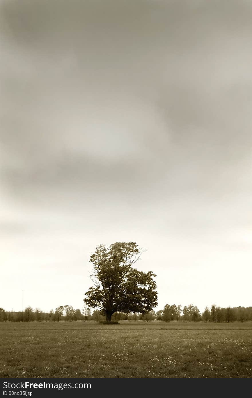 Single Tree In The Farm