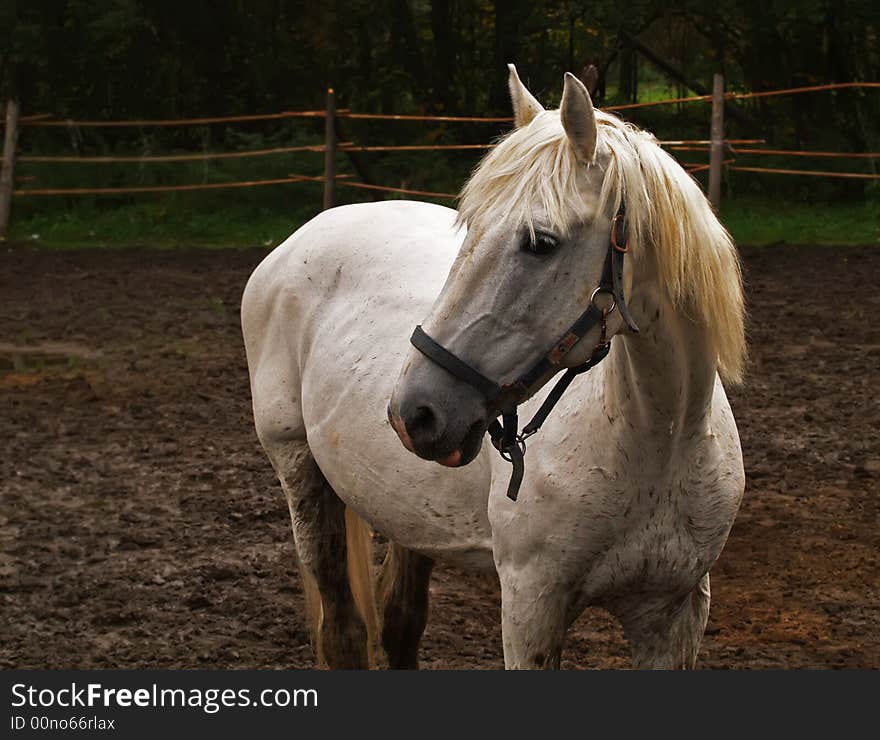 Horse in paddock. Melancholy white horse is alone.