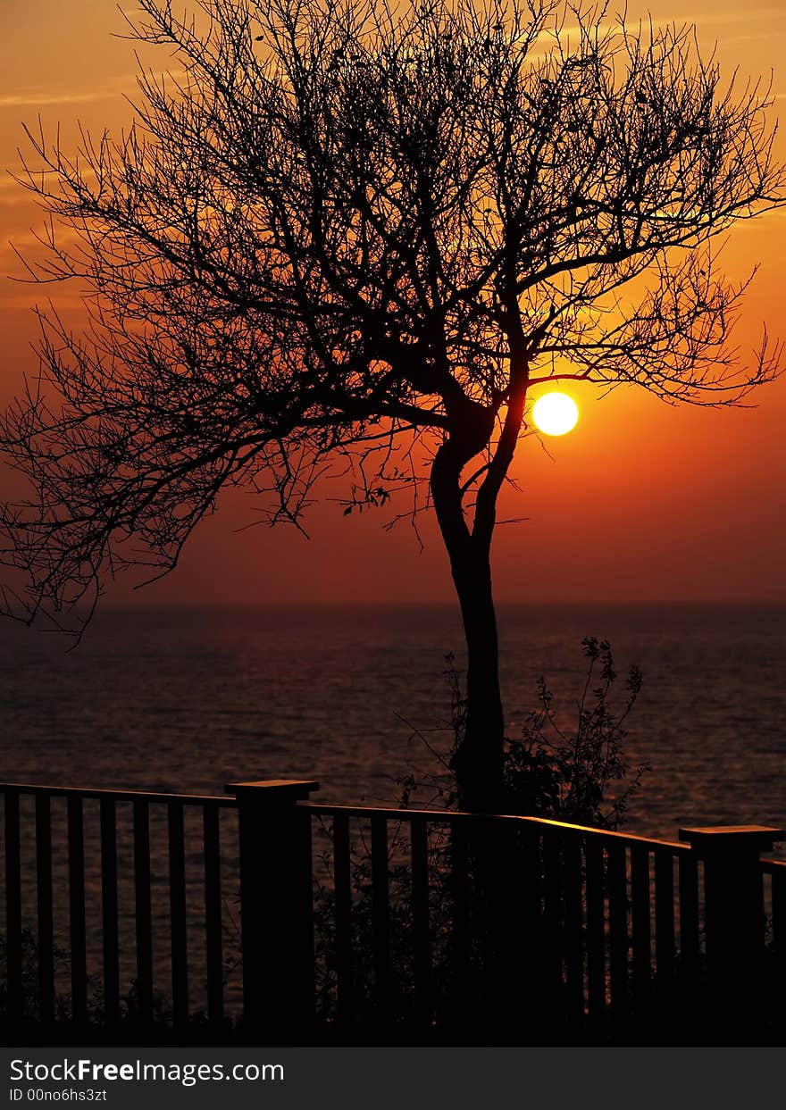 Sunset and tree