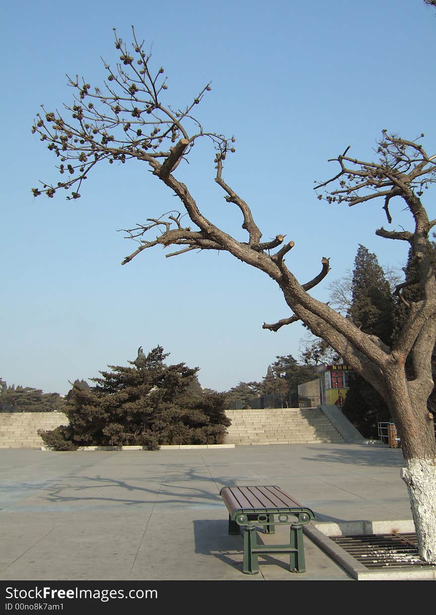 Bench And Tree