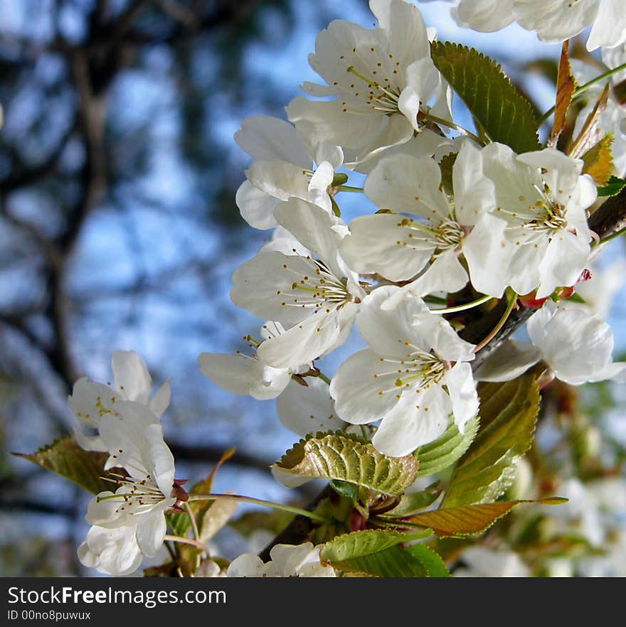 Cherry Tree Branch In Bloom