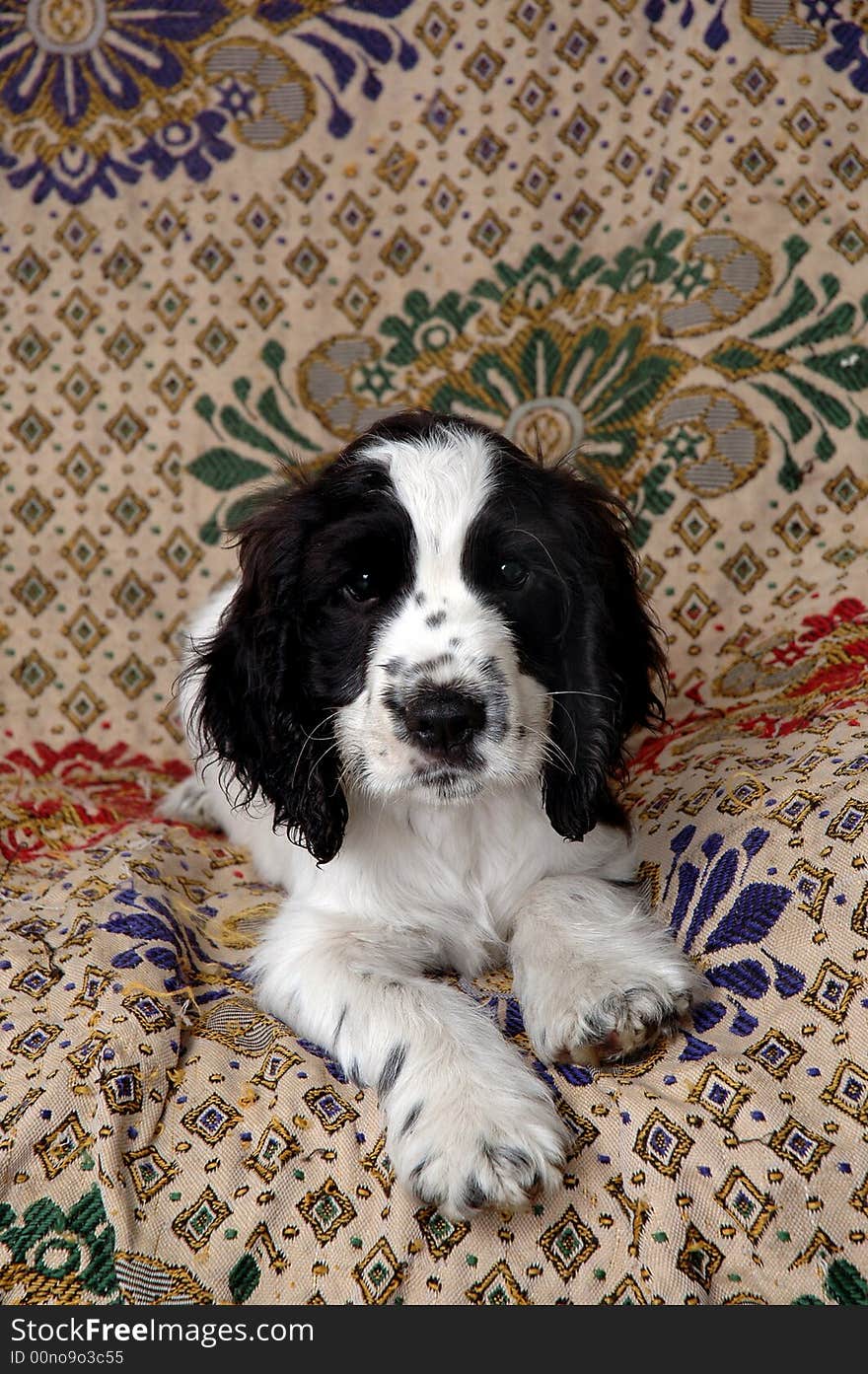 English Cocker Spaniel