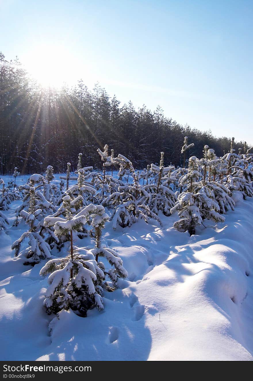 Growing christmas trees. Winter in the park