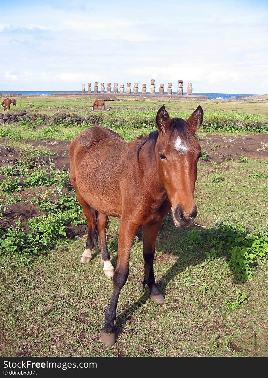 Wild horse and Ahu Tongariki. Easter Island