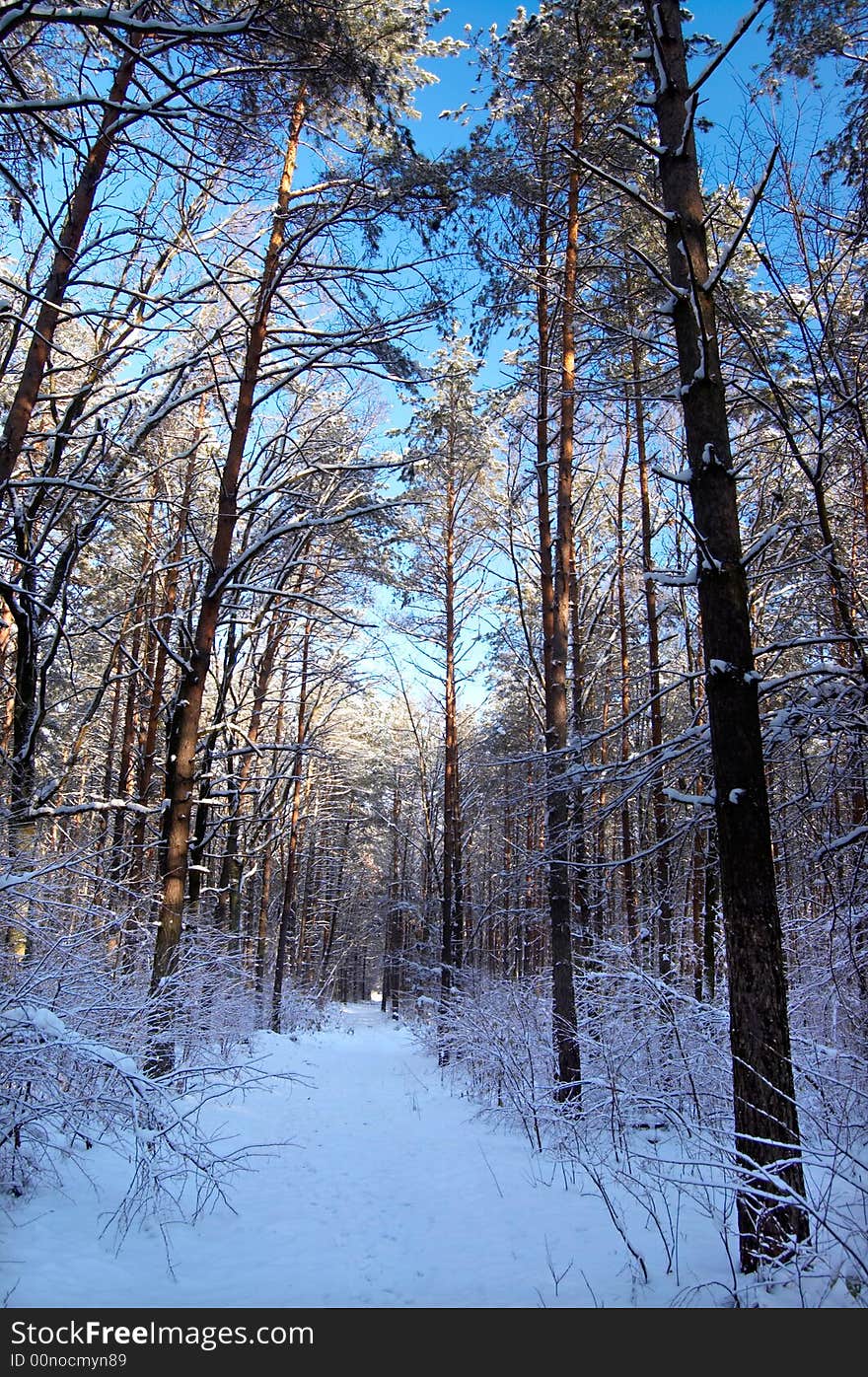 Winter in the park background