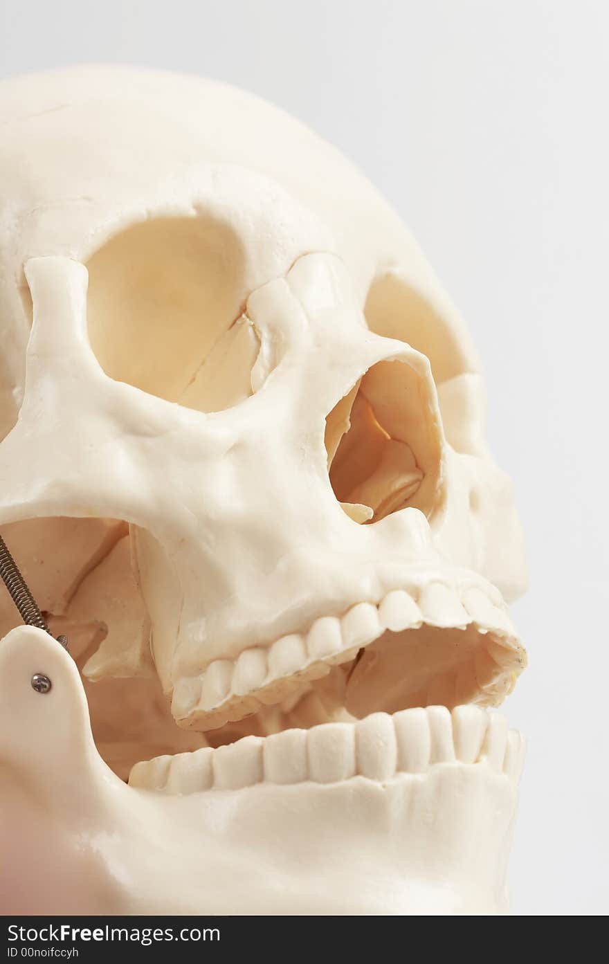 Human skull model