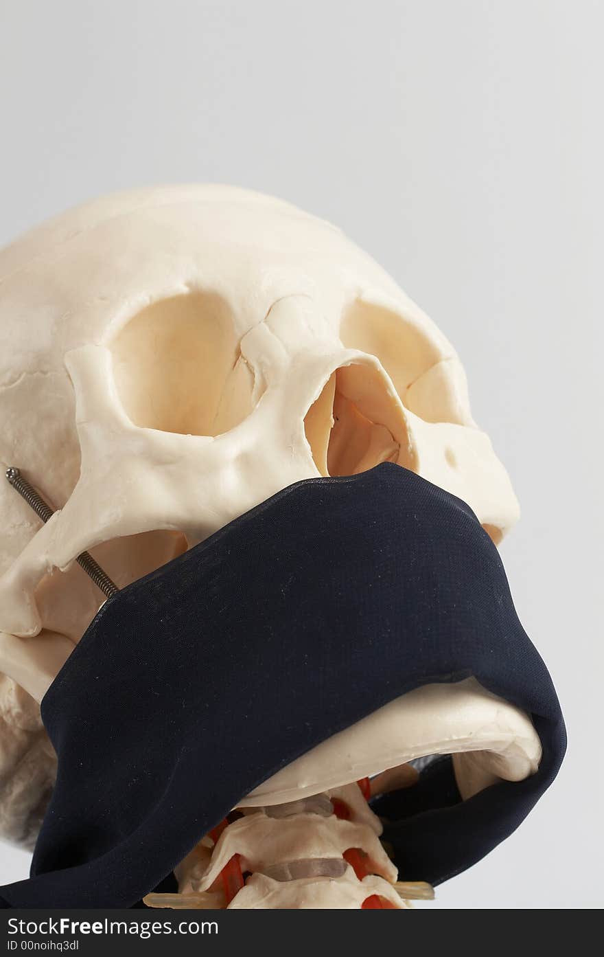 Human skull model