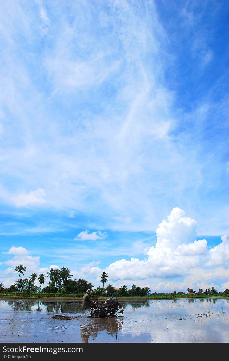 Paddy Field