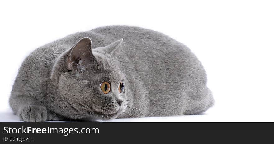 British blue cat stakes out bird