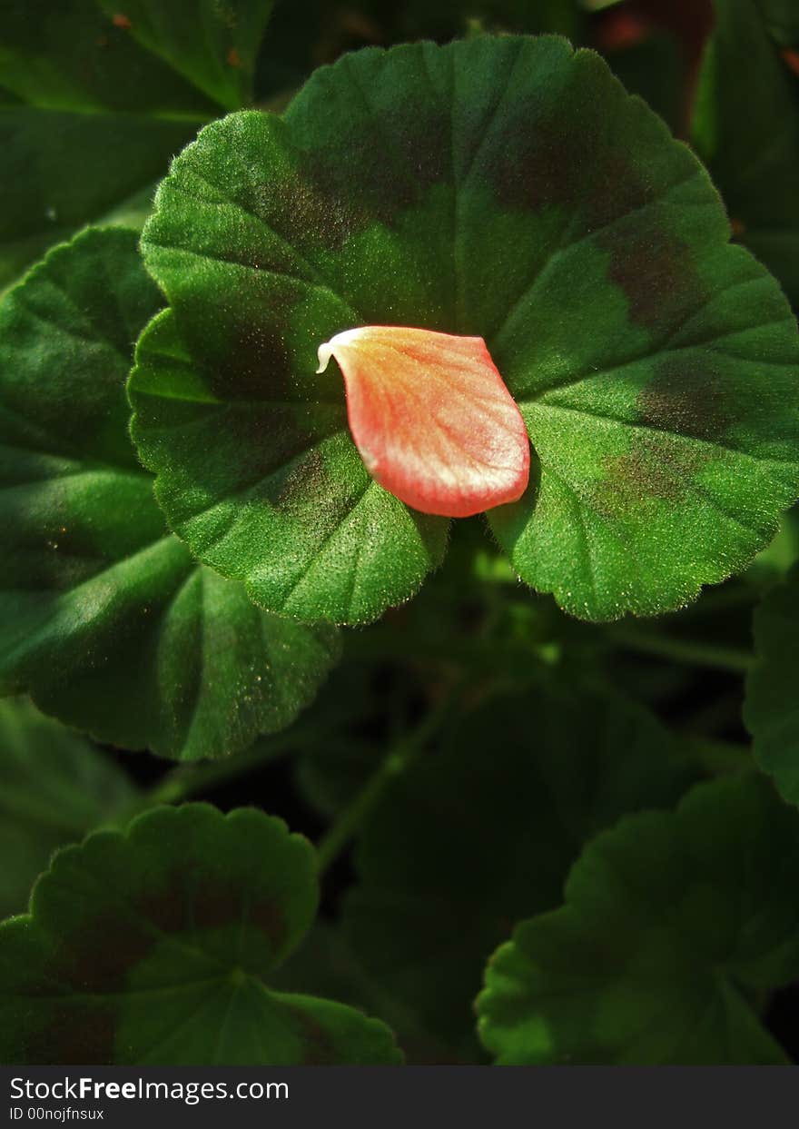 Petal and Leaves of a flower